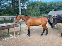 雌馬, Nonius horse — 写真 3