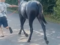 Koń, Lipizzaner — zdjęcie 3
