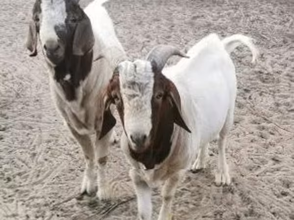 Taka, Boer goat — Vengriya