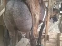 Теке, Alpine goat — 1-сурет