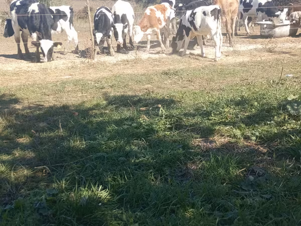 Bik, Russian Black pied cattle