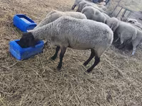 Sheep, Sheep — photo 3