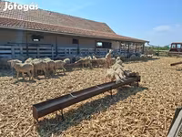 Schaf, Merino sheep — Foto 3