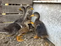 Ducks — photo 1