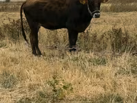 Cow, Swiss cattle — photo 4