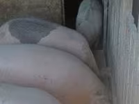 خنزير ذكر, الخنازير — الصورة 3