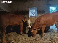 Bik, Simmental cattle — fotografija 2