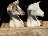 Koza, Saanen goat — zdjęcie 4