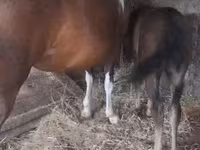 Yegua, Caballos — foto 3