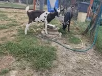 Cabras (lote, sexo não especificado), Cabras — foto 2