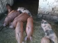 Cerdos (lote, sexo no especificado), Cerdos — foto 1