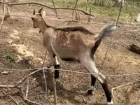 बकरी, Nubian Goat — फ़ोटो 5