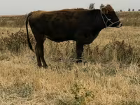 Cow, Swiss cattle — photo 3
