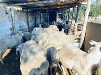 Ovan, Merinoland sheep — fotografija 2