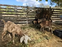 Echki, Nubian Goat — 3-rasm