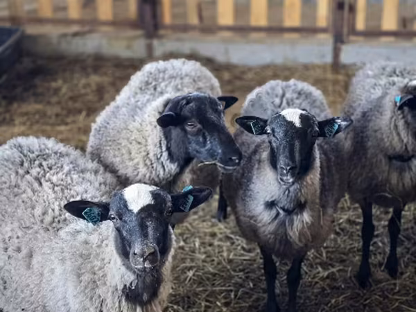 Oveja, Romanov sheep
