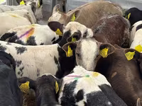 Goveda (partija, pol nije naveden), Simmental cattle — fotografija 6