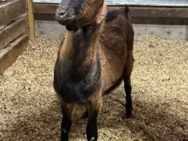 Jarac, Alpine goat