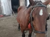 Yegua, Caballos — foto 3