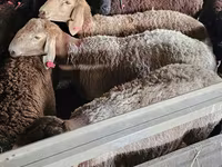 Bode, Boer goat — foto 3
