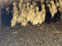Ducks — الصورة 3
