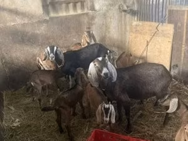 Ешкілер (топ, жынысы көрсетілмеген), Ешкілер