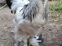 Brahma — foto 3