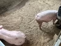 Świnie (partia, płeć nieokreślona) — zdjęcie 7