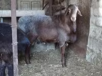 Qoç, Hissar sheep — foto 5