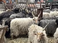 Owce (partia, płeć nieokreślona), Racka sheep — zdjęcie 2
