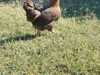 Chickens — الصورة 2