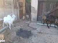 बकरी, बकरियाँ — फ़ोटो 1