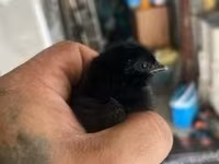 Ayam Cemani — zdjęcie 2