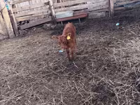 Bull, Cattle — photo 2