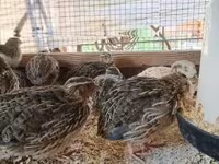 Quails — fotografija 7