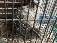 Quails — Foto 1