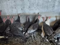 Turkeys — fotografija 4