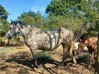 Madyan, Atlar — foto 6