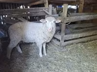 كبش, Ile-de-France sheep — الصورة 1