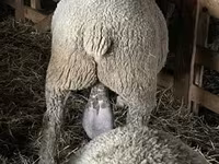 Carnero, Ile-de-France sheep — foto 2