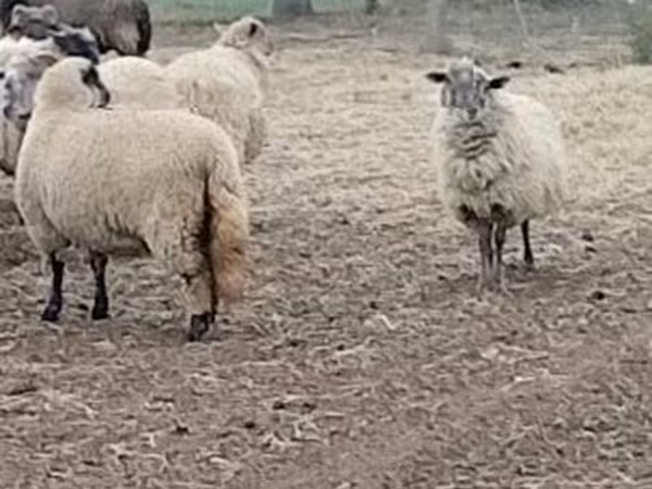 母羊, Merino sheep