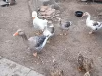 Geese — الصورة 2