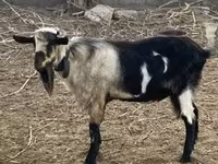 Ziegenbock, Ziegen — Foto 1