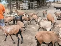 Sheep (batch, sex not specified), Sheep — photo 2