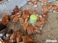 Chickens — photo 3