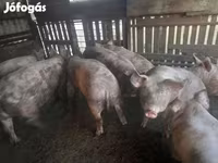 母猪, Крупная белая — 照片 2