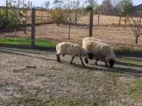 मेढ़ा, White Suffolk sheep — फ़ोटो 3