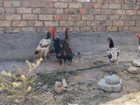 Ajam cemani — fotografija 6