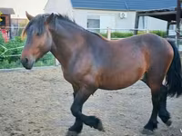 Cheval, Međimurje horse — photo 3