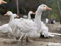 Geese — फ़ोटो 3